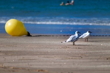 Fransa 'da Brittany' de deniz kenarında martı, larus.