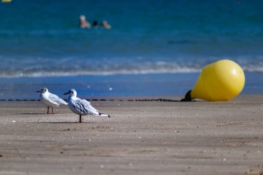 Fransa 'da Brittany' de deniz kenarında martı, larus.