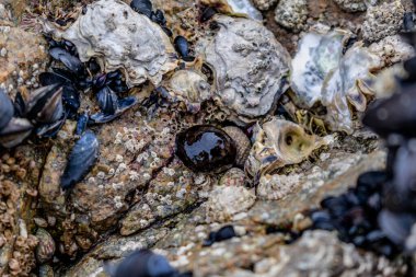Brittany 'de domates anemonu, gelgitte bir kayanın üzerindeki zırh, kırmızı şakayık, deniz domatesi veya boncuk, aktinya ekini
