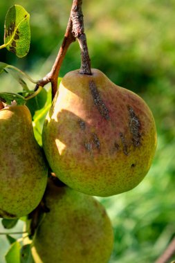 Pear on a young pear tree in a garden, different varieties, william pear, bon chretien pear, conference pear, healthy food clipart