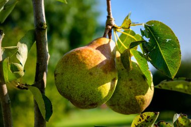 Bahçedeki genç bir armut ağacında armut, farklı türler, William armut, bon chretien armut, konferans armudu, sağlıklı yiyecekler.