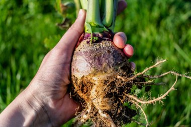 Kök lahanası, şalgam ya da turp lahanası. Permakültür, brassica napus.