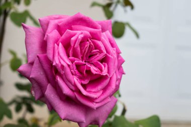 Pembe gül çiçeği başı, Rosa.