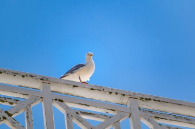 Fransa 'da Brittany' de deniz kenarında martı, larus.