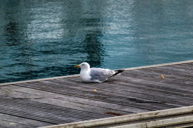 Fransa 'da Brittany' de deniz kenarında martı, larus.