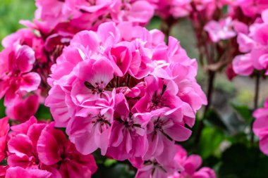 Pencere kenarında pembe sardunya saksısı, pelargonyum.