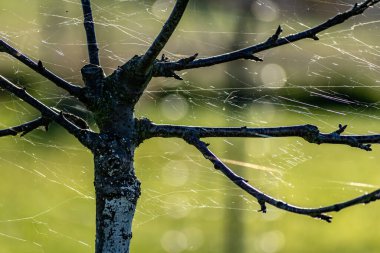 Spider web threads in trees in autumn clipart