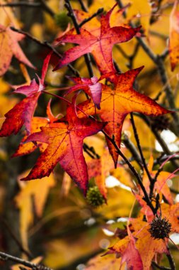 Sweetgum, liquidambar ağacı veya sonbahar yapraklı kopalmiye balsamı, altingiaceae