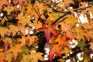 Sweetgum, liquidambar ağacı veya sonbahar yapraklı kopalmiye balsamı, altingiaceae