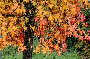 Sweetgum, liquidambar ağacı veya sonbahar yapraklı kopalmiye balsamı, altingiaceae