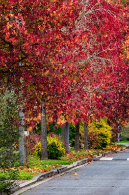 Sweetgum, liquidambar tree or copalm balsam with fall foliage and seeds, altingiaceae clipart