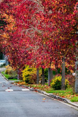 Sweetgum, liquidambar ağacı veya sonbahar yapraklı kopalmiye balsamı, altingiaceae