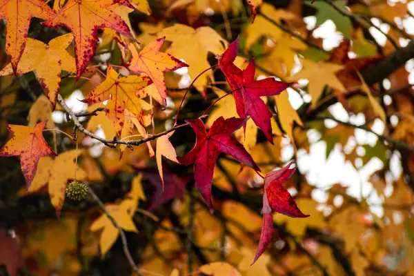 Sweetgum, liquidambar ağacı veya sonbahar yapraklı kopalmiye balsamı, altingiaceae