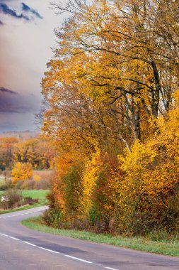Sonbahar yaprakları açık havada, sonbahar yaprakları, ağaç ve canlı renkler