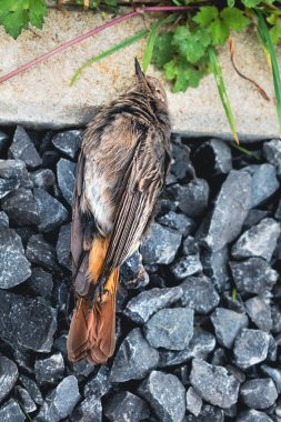 Dead black redstart bird in a garden, phoenicurus ochruros clipart