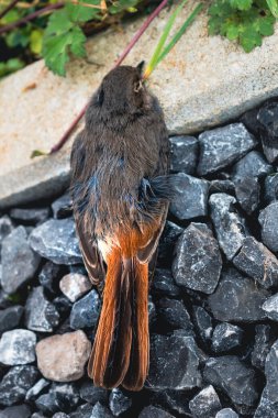 Dead black redstart bird in a garden, phoenicurus ochruros clipart