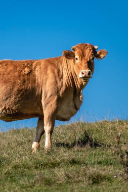 Açık kahverengi inek çayırda, vacca