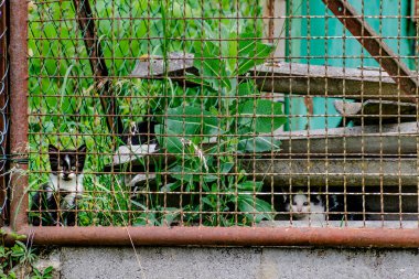 Çiftlik ya da ahır kedisi, vahşi hayvan, felis catus