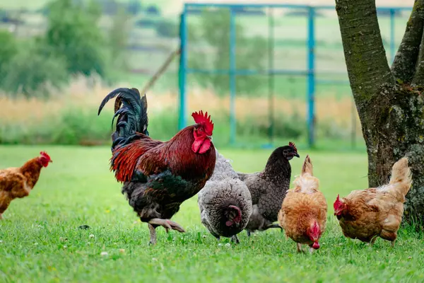 Sağlıklı beslenen serbest çiftlikte yaşayan kümes hayvanları