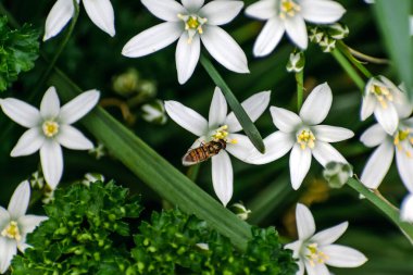 Ornithogalum umbellatum, ornamental garden flower clipart