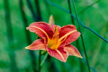 Turuncu zambak ya da gündüz zambağı, çiçek, hemerocallis