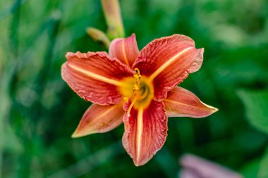 Turuncu zambak ya da gündüz zambağı, çiçek, hemerocallis