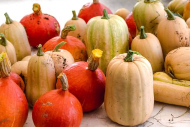 Tedavisi olmayan kabak, balkabağı ve tereyağı topladım.