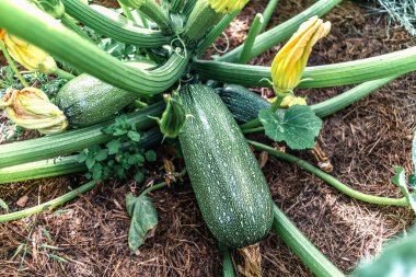 Zucchini and its flower in summer in an ecological garden, cucurbita pepo clipart