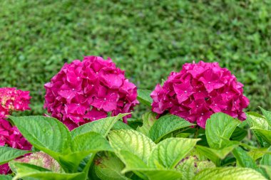 Bahçedeki güzel pembe ortanca, ortanca macrophylla, hortensius