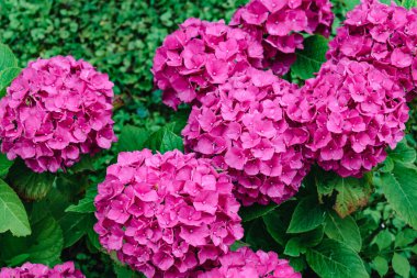 Bahçedeki güzel pembe ortanca, ortanca macrophylla, hortensius
