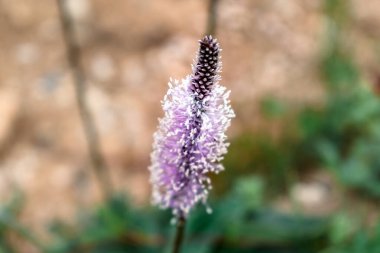 Bitki medyasının antimikrobik, antienflamatuar, antihistaminik, hemostatik, ağustos böceği, balgam açıcı gibi çeşitli uygulamaları vardır.