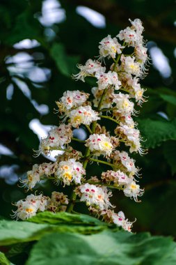 Baharda arka lambalı ve yemyeşil yapraklı kestane ağacı, estetik hipokastanyum