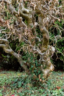 Dalgalı dalları olan kıvrık fındık ağacı, Corylus avellana contorta