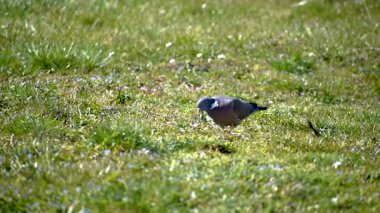 Bahçedeki ahşap güvercin, Columba Palumbus