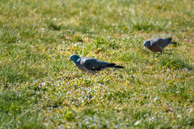 Bahçedeki ahşap güvercin, Columba Palumbus