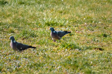 Bahçedeki ahşap güvercin, Columba Palumbus