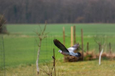 Bahçedeki ahşap güvercin, Columba Palumbus