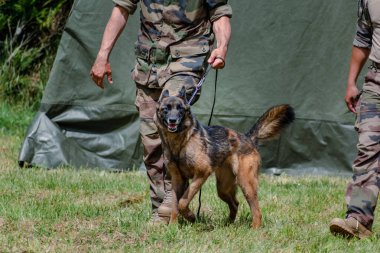Askeri köpek ve askeri köpek eğitmeni, köpek takımı.