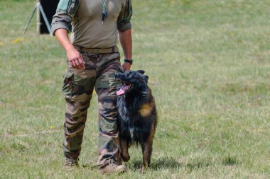 Askeri köpek ve askeri köpek eğitmeni, köpek takımı.