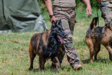Askeri köpek ve askeri köpek eğitmeni, köpek takımı.