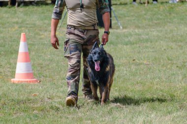 Askeri köpek ve askeri köpek eğitmeni, köpek takımı.