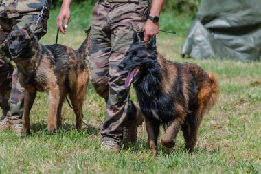 Askeri köpek ve askeri köpek eğitmeni, köpek takımı.