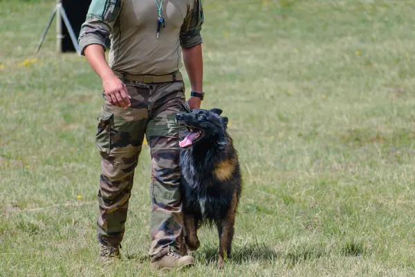 Askeri köpek ve askeri köpek eğitmeni, köpek takımı.