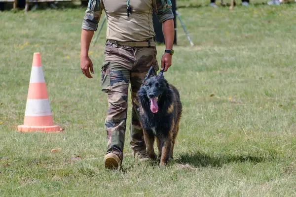 Askeri köpek ve askeri köpek eğitmeni, köpek takımı.