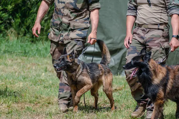 Askeri köpek ve askeri köpek eğitmeni, köpek takımı.