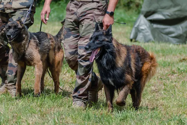 Askeri köpek ve askeri köpek eğitmeni, köpek takımı.
