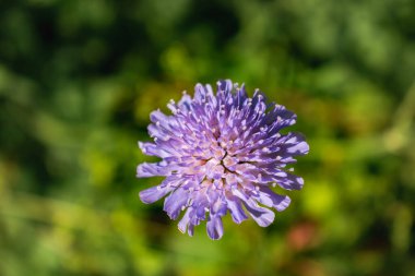 Knautia arvensis çiçeği, tarla çürüğü ya da scabiosa.