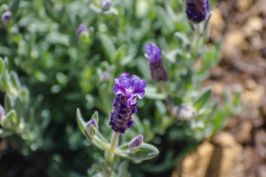 Büyük çiçekli kelebek lavantası arıları ve tozlaşan böcekleri cezbediyor, lavandula stoechas