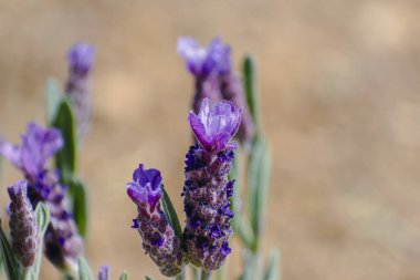 Büyük çiçekli kelebek lavantası arıları ve tozlaşan böcekleri cezbediyor, lavandula stoechas