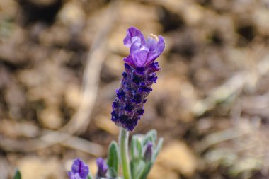 Büyük çiçekli kelebek lavantası arıları ve tozlaşan böcekleri cezbediyor, lavandula stoechas